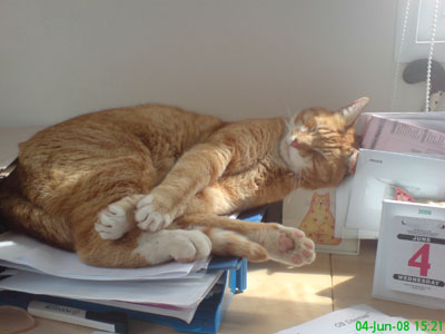 Tigger-the-Office-Cat