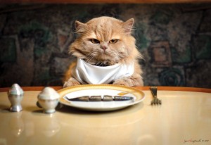 cat-dinner-table-300x206