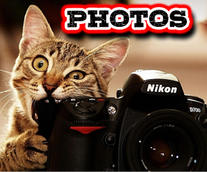 Cat-Photos