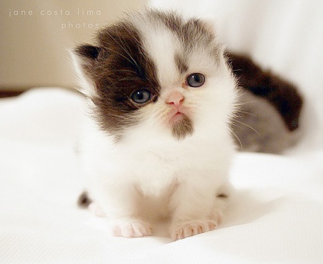 cute-cat-l