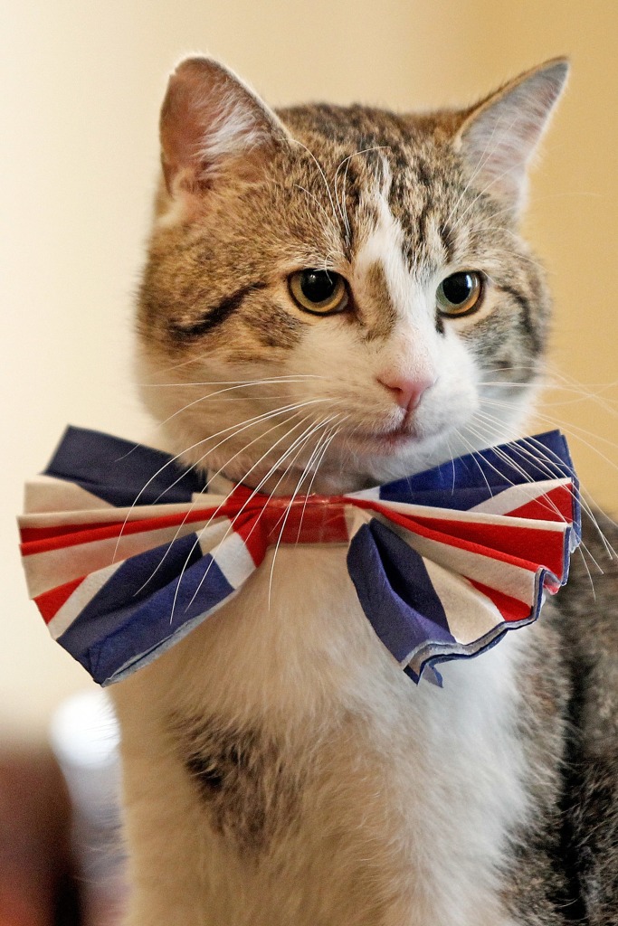 LONDON - APRIL 28:  Larry, the Downing Street cat, gets in the Royal Wedding spirit in a Union flag bow-tie in the Cabinet Room at number 10 Downing Street on April 28, 2011 in London, England. Prince William will marry his fiancee Catherine Middleton at Westminster Abbey tomorrow. (Photo by James Glossop - WPA Pool/Getty Images)