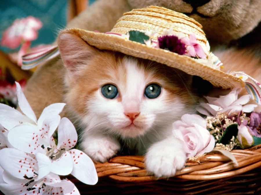 cute-cat-images-download-free