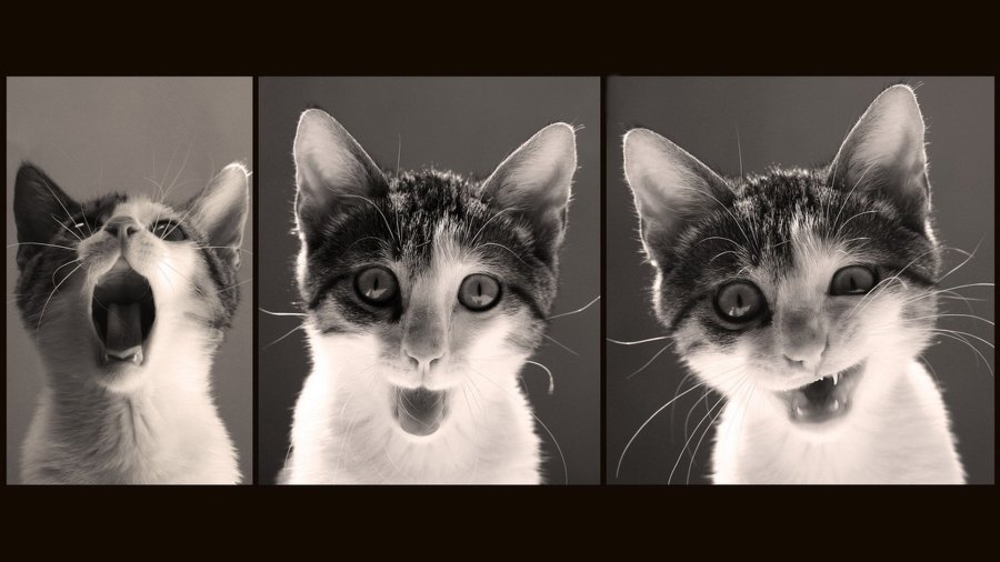 funny-cat-wallpaper-6