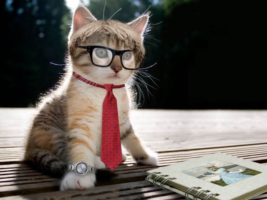 funny-executive-cat-picture-2