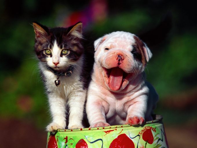Animals___Cats_Happy_cat_and_dog_044367_.jpg