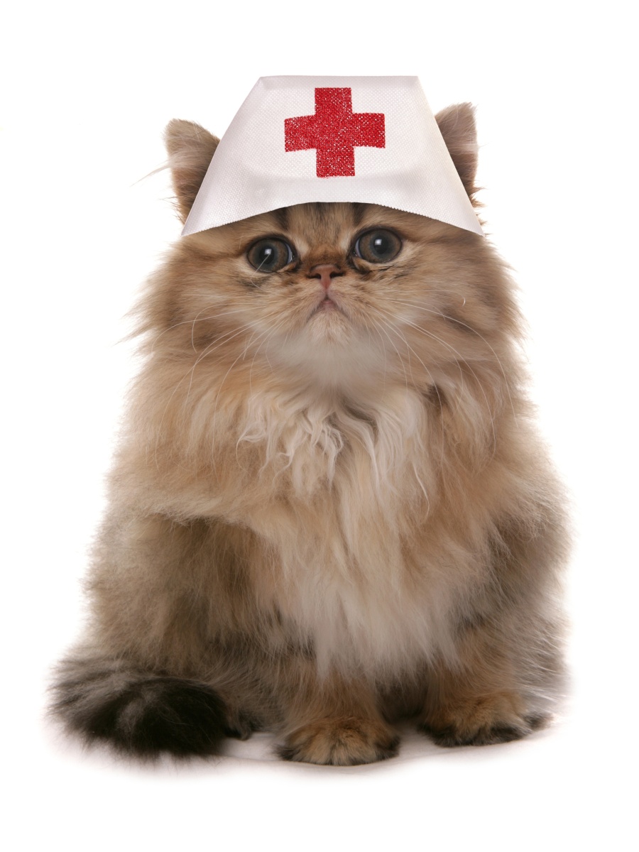 Cat-doctor.jpg
