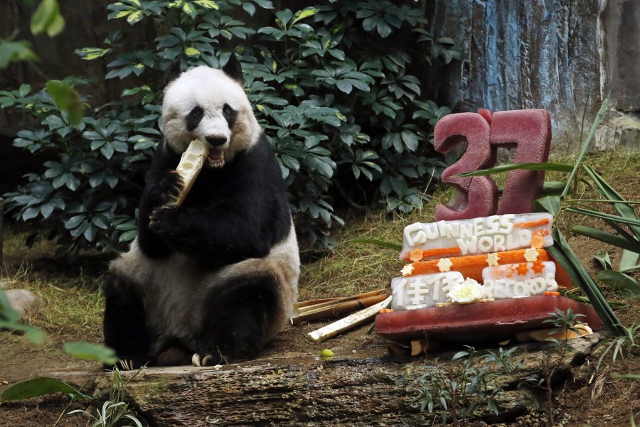 ct-world-s-oldest-panda-in-captivity-marks-birthday-20150728.jpg