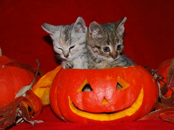 halloween-cats-cute.jpg
