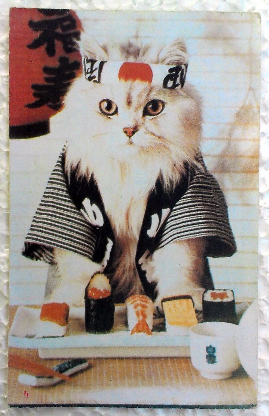 RARE-Ukraine-postcard-1990s-White-cat-in-the.jpg