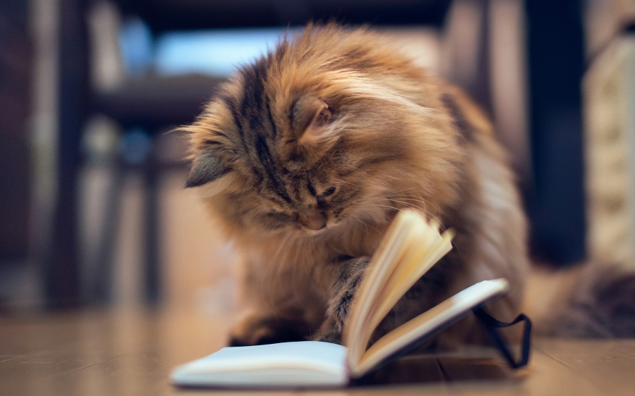 cat-book
