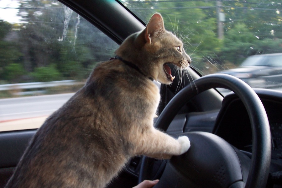 cat-driving