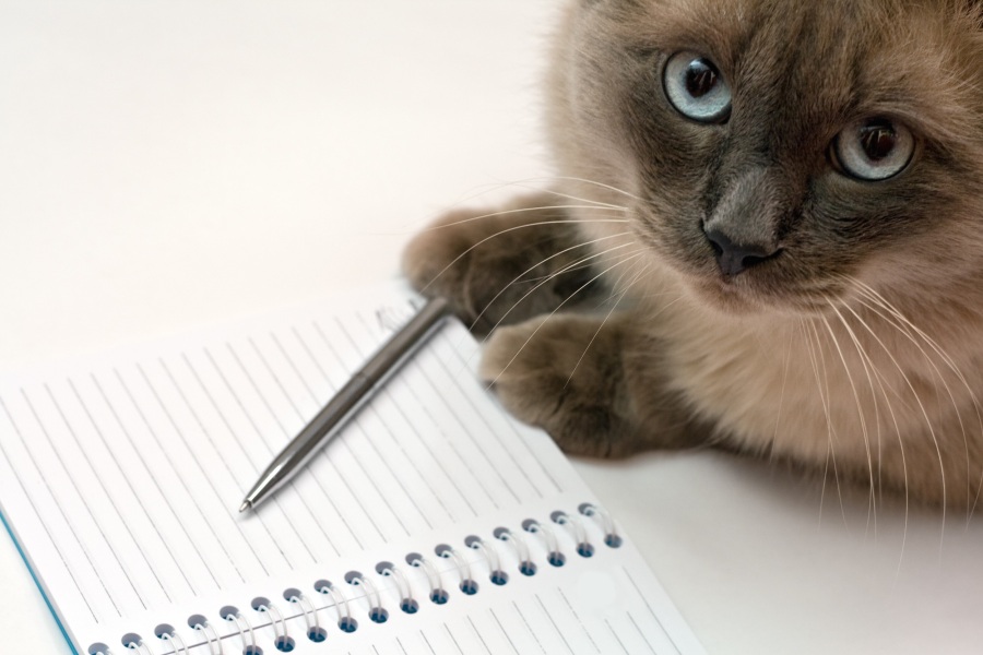 Funny business concept - cat, pen and blank open notepad