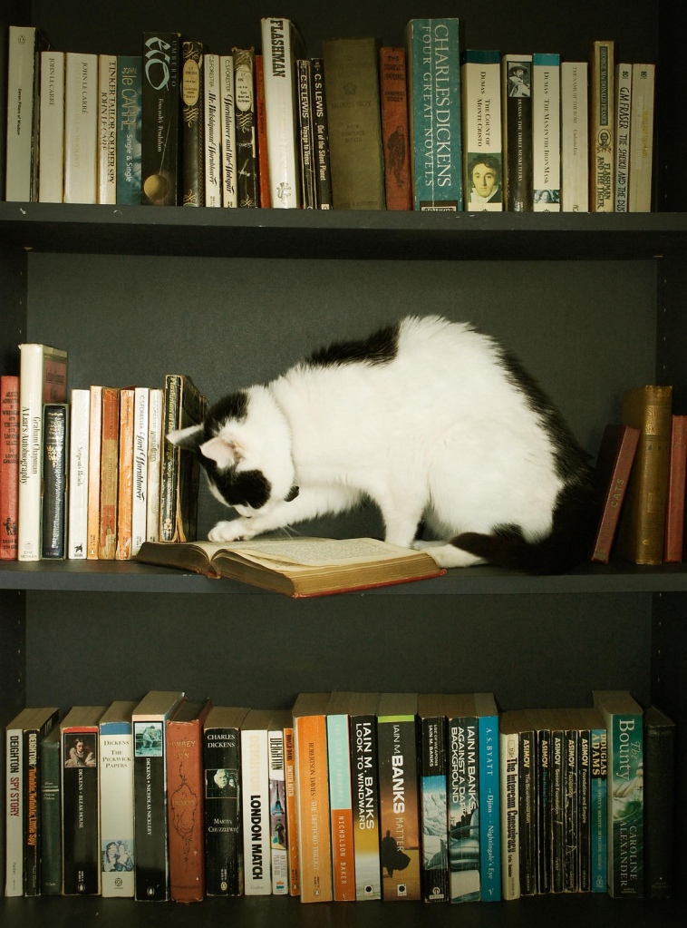 il-cats-and-books-10