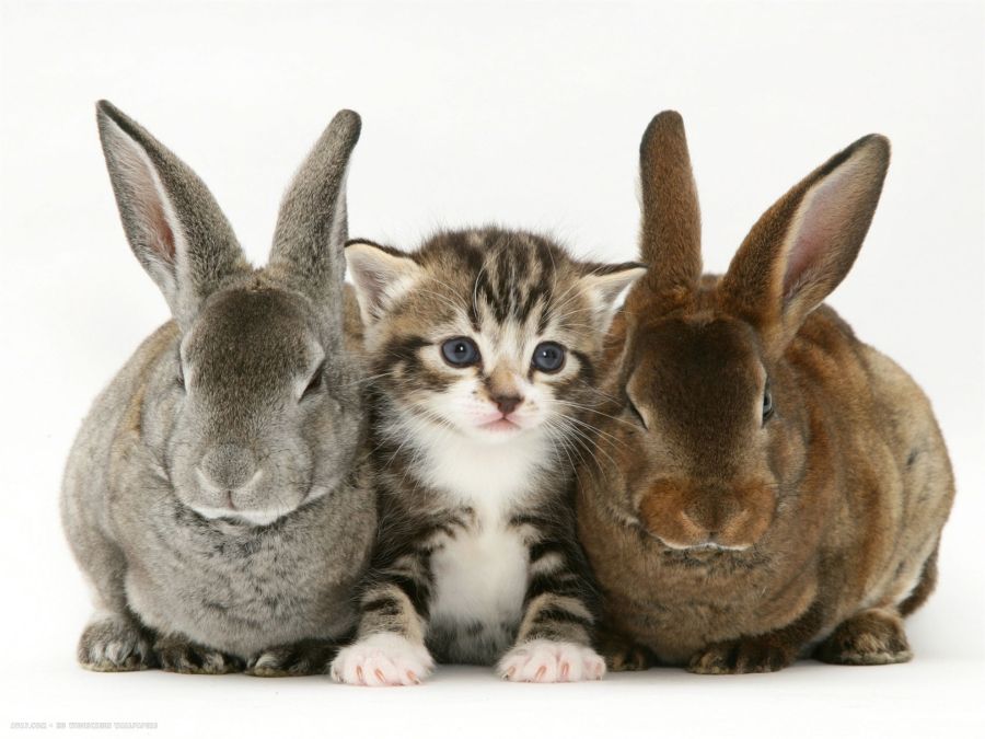 tabby-kitten-between-two-rabbits