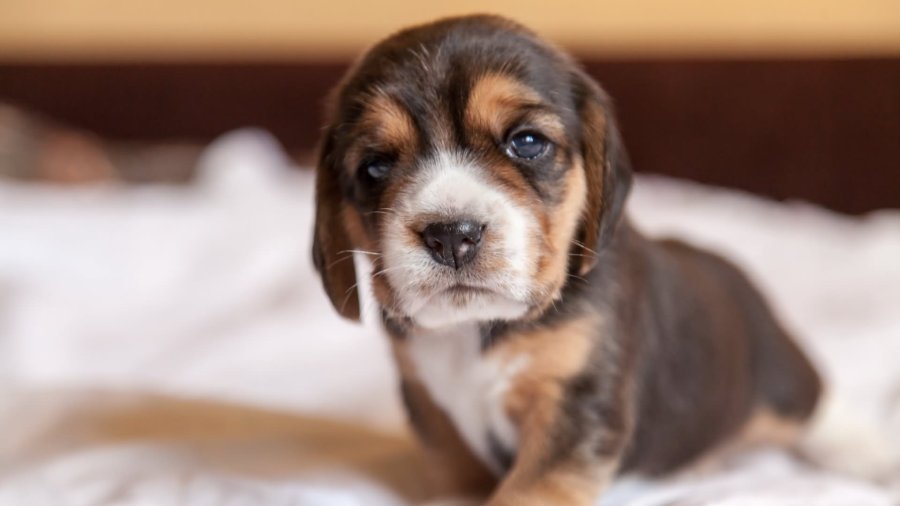 cute-beagle-puppy-sitting