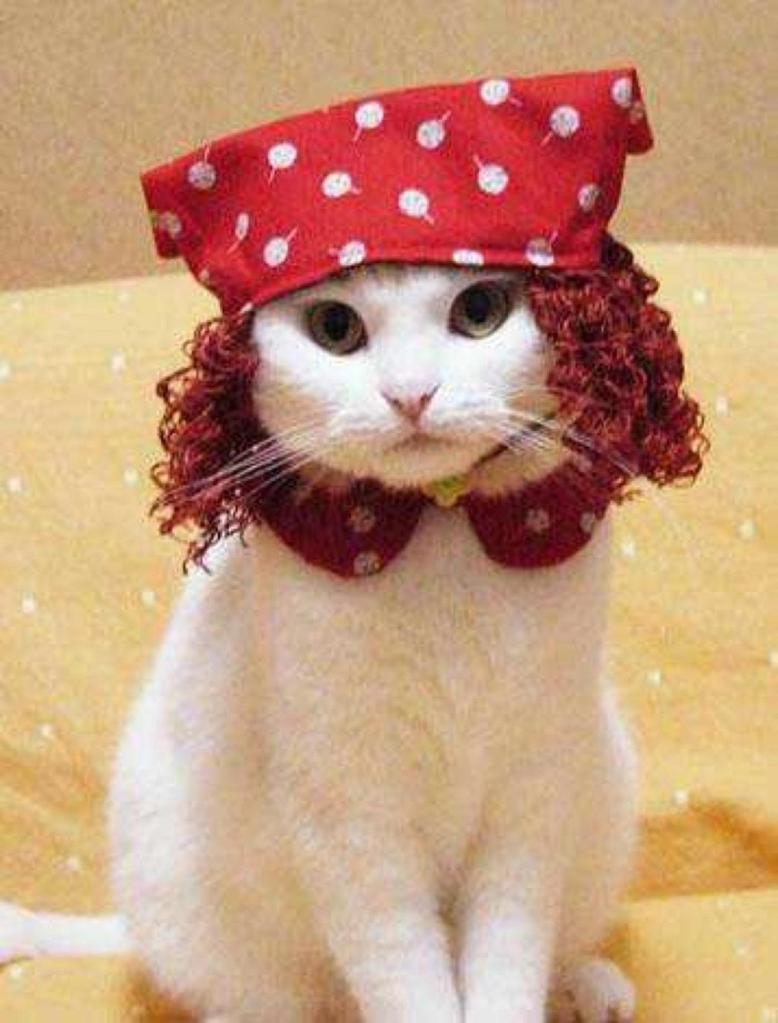 funny-cat-pictures-wearing-hat-4845