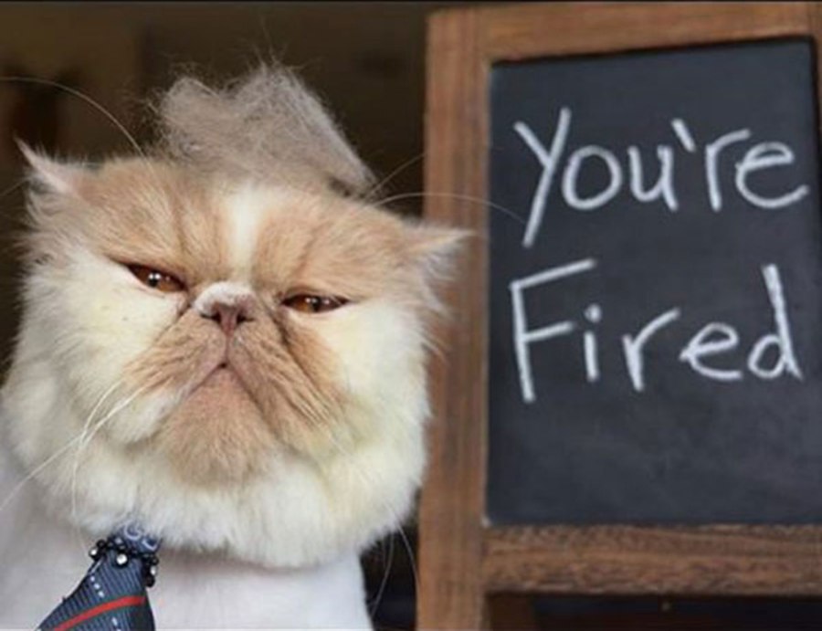trump-cat-youre-fired