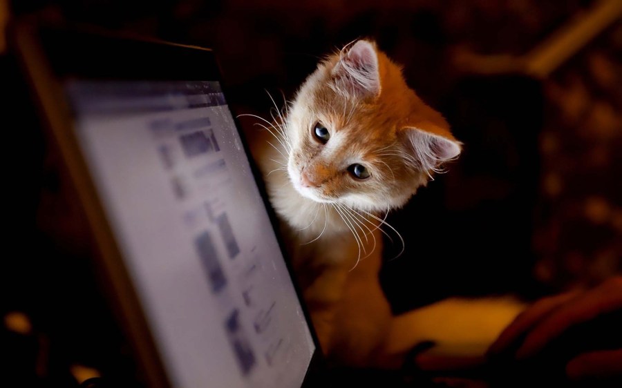 very-cute-cat-browse-facebook-4k-wallpaper