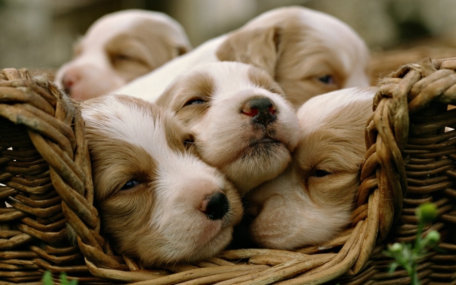 dogs_puppies_sleeping_basket_73226_3840x2400
